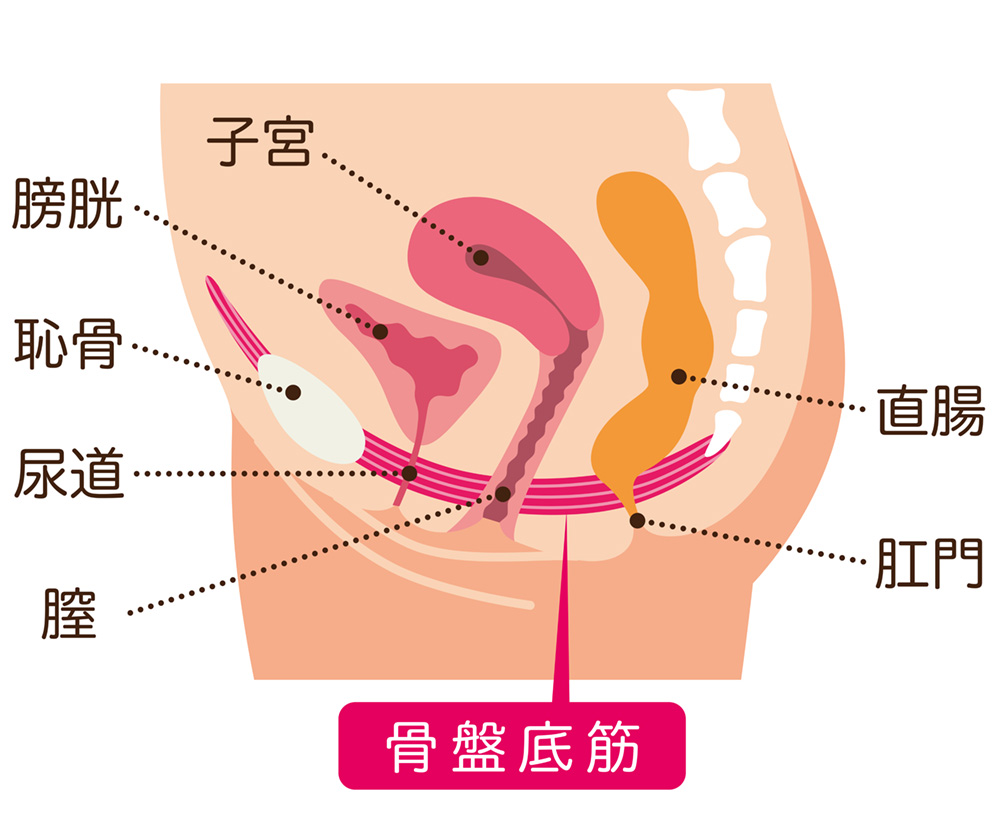 骨盤底筋とは